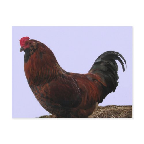 Ameraucana Rooster postcard