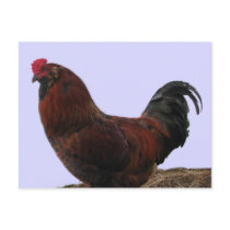 Ameraucana Rooster postcards