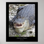 American Alligator - 5 Poster
