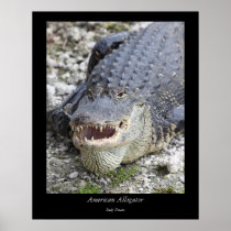 American Alligator - 5 Poster