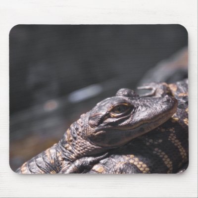 American Alligator babies Mousepads by photosbysimon