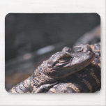 American Alligator babies Mousepads
