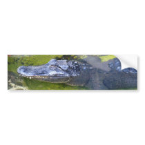 American Alligator Bumper Stickers