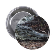 American Alligator Button