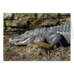 American Alligator Cards