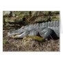 American Alligator Cards