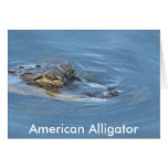 American Alligator Cards American Alligator Cards