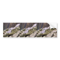 American Alligator Close Up Face Portrait bumper stickers by thekingchivas American Alligator Close Up Face Portrait bumper stickers
