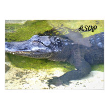American Alligator Custom Announcement
