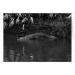 American Alligator, Florida Everglades, 1950s Greeting Cards