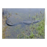 American Alligator, Florida Everglades, 1999 Greeting Cards