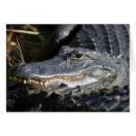 American Alligator, Florida Everglades, 2010 Card