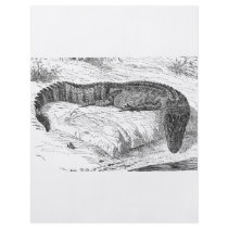 American Alligator Personalized Flyer