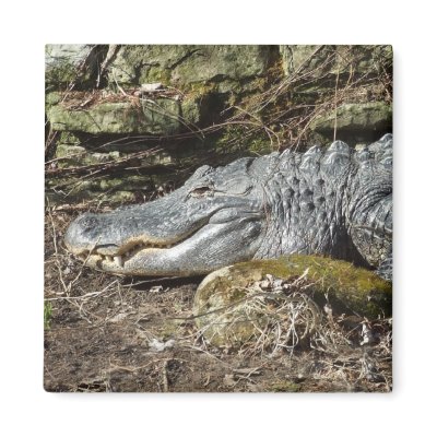 American Alligator Refrigerator Magnet by ZoologicallyInclined
