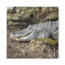 American Alligator Refrigerator Magnet