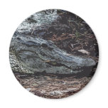 American Alligator Magnet