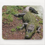American Alligator mouse pad