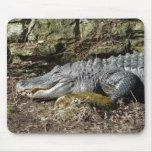 American Alligator Mousepads