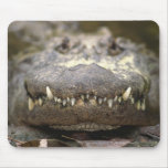 American alligator mousepads