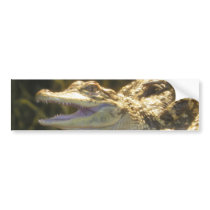 American Alligator Mouth Open Bumper Stickers
