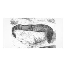 American Alligator Photo Card