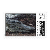 American Alligator Postage Stamps