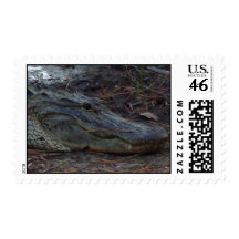 American Alligator Postage Stamps