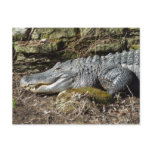 American Alligator Post Cards