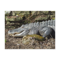 American Alligator Post Cards