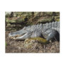 American Alligator Post Cards