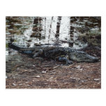 American Alligator Postcard