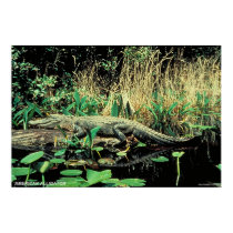 American Alligator posters by gwester American Alligator posters