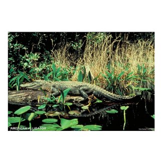 American Alligator print