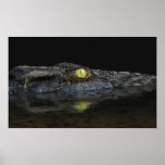 American Alligator Posters