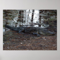 American Alligator Poster