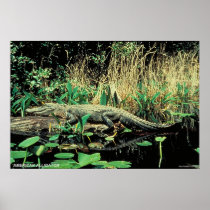 American Alligator Print