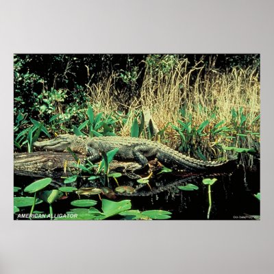 American Alligator Print by gwester