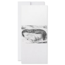 American Alligator rack cards by biologybase American Alligator rack cards