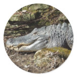 American Alligator Round Sticker
