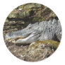 American Alligator Round Sticker