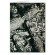 American Alligators in Sepia Tone Greeting Card