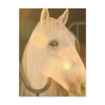 American Andalusian Postcard