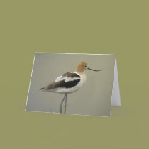 American Avocet Card
