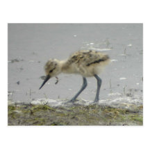 American Avocet Postcard