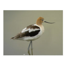American Avocet Postcard