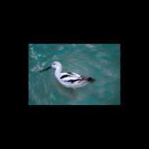 American avocet posters