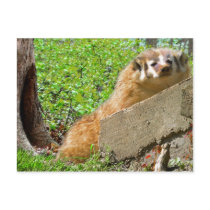 American Badger: Wake-up Call Postcards