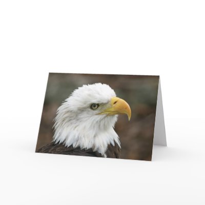 American Bald Eagle 2 Greeting Card by agoraphoto