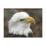 American Bald Eagle 2 Post Card