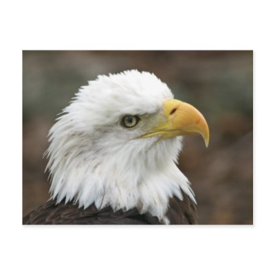 American Bald Eagle 2 Post Card by agoraphoto